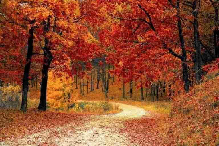 The Life of The Leaf- a road through a forest with red and orange leaves