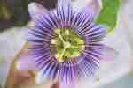 passion flower 690464 1280