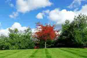 RED TREE 2 300x199 1