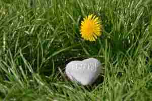 heart-shaped black stone on green grass