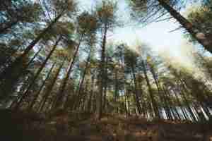 Trees with the sky at the top