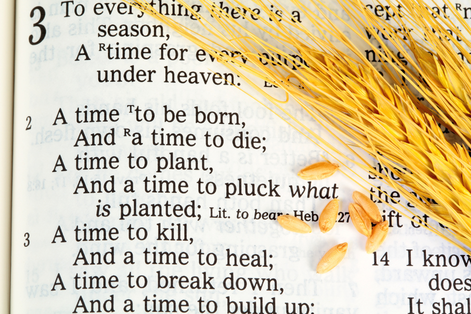 Ecclesiastes 3: 1-8 Everything Has a Season-From The Bible-page with the verse of Ecclesiastes 3:1 the seasoned straw lying on the page