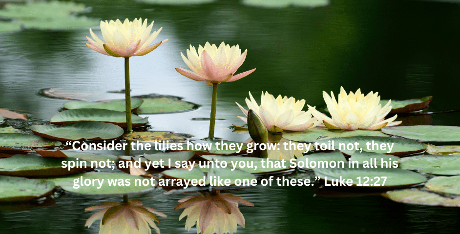 Consider the lilies