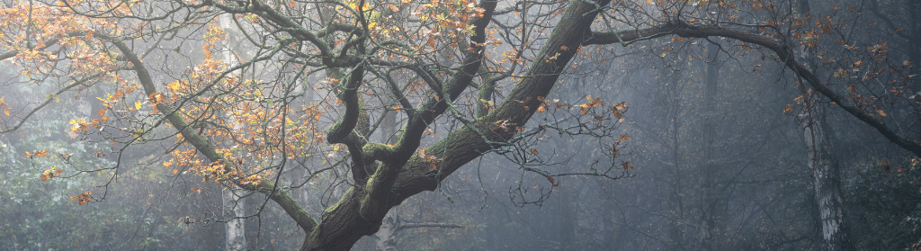 Cloudy and grey is sometimes beautiful